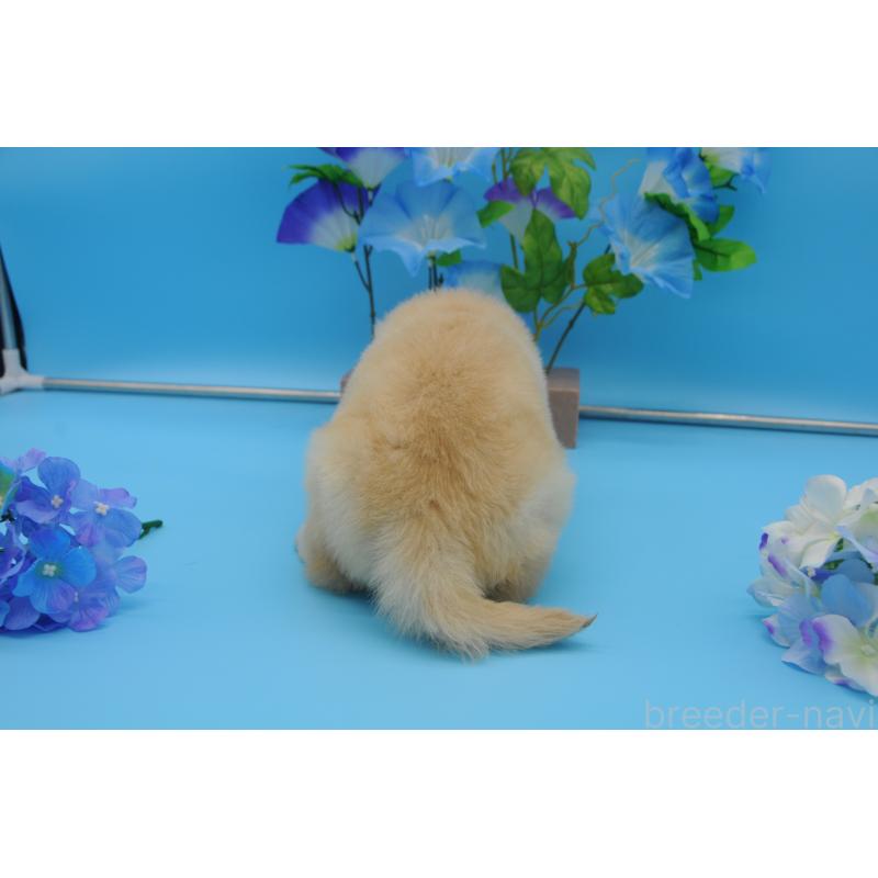 販売中の岡山県のゴールデンドゥードル:ゴールデンレトリーバー×プードル-398298の3枚目